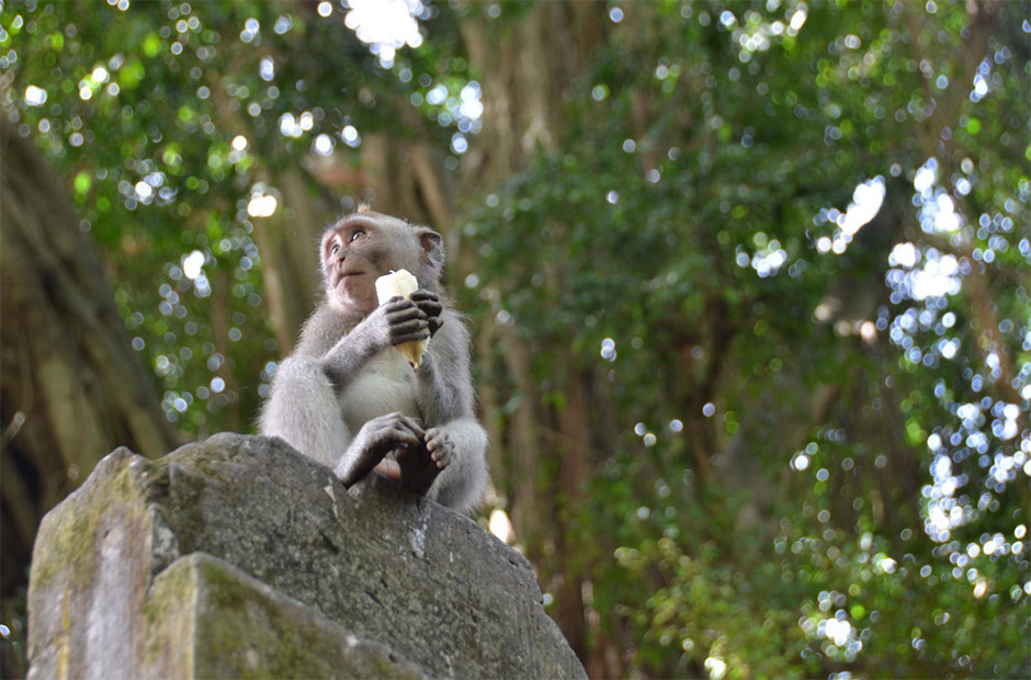 ubud-monkey-sanctuary