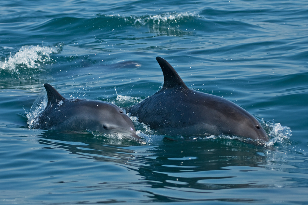 dolphins-capo-testa-sardinia
