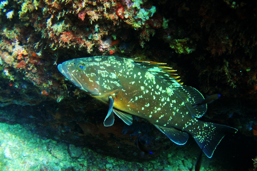 grouper-medes-islands