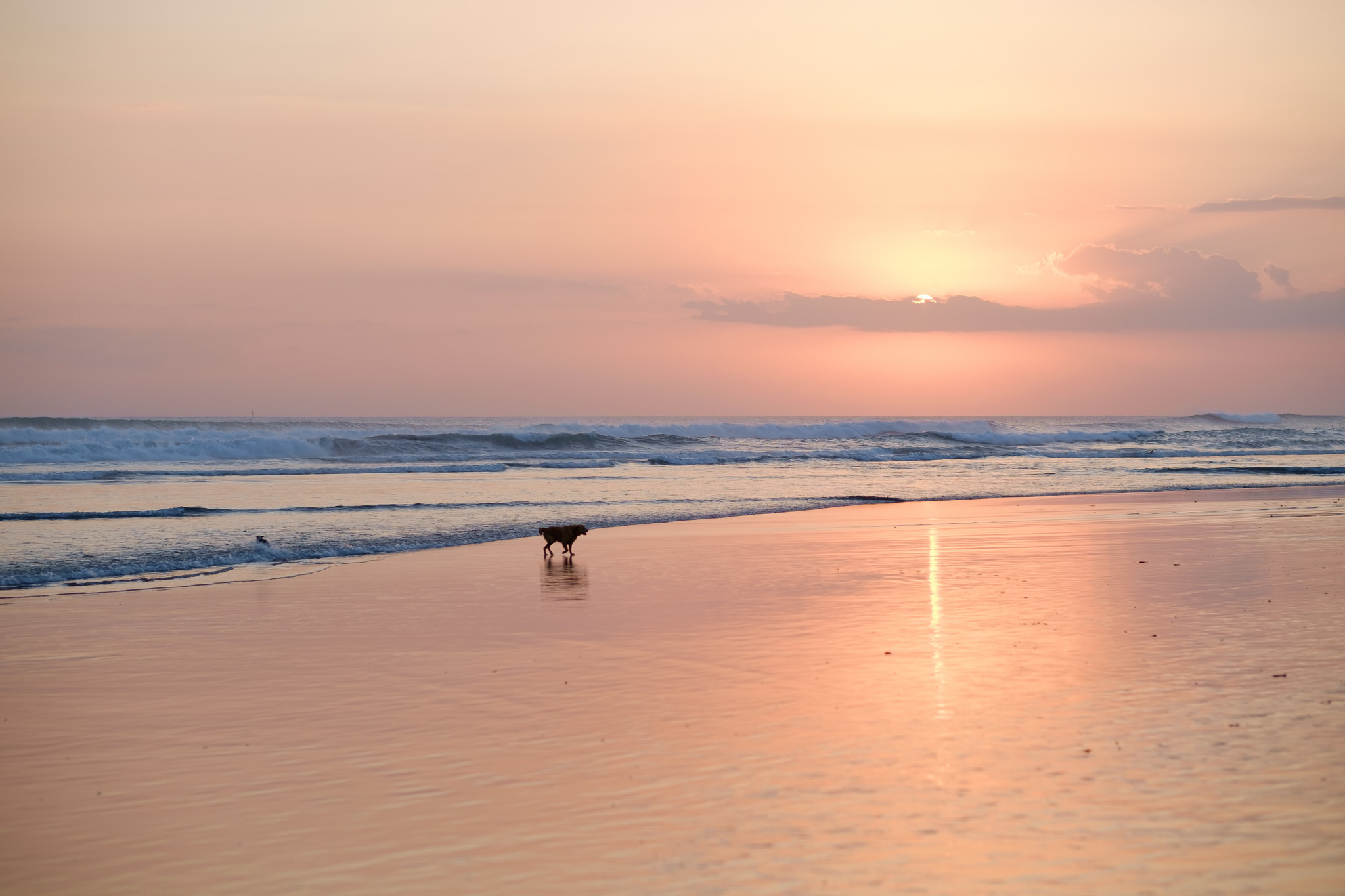 Dog on Kuta Beach | Luxury Travels | Luxury Travel Blog