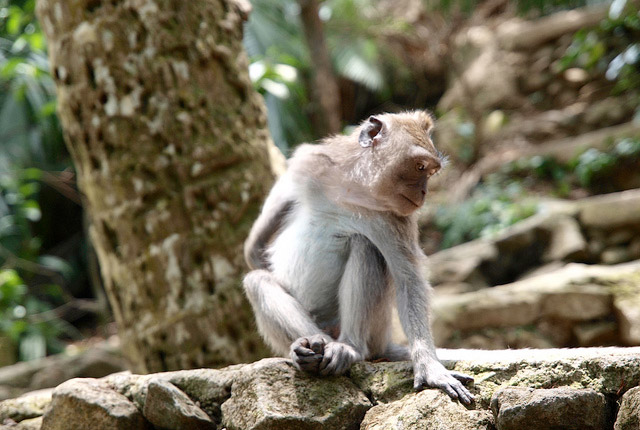 monkey sanctuary Ubud Bali-asia