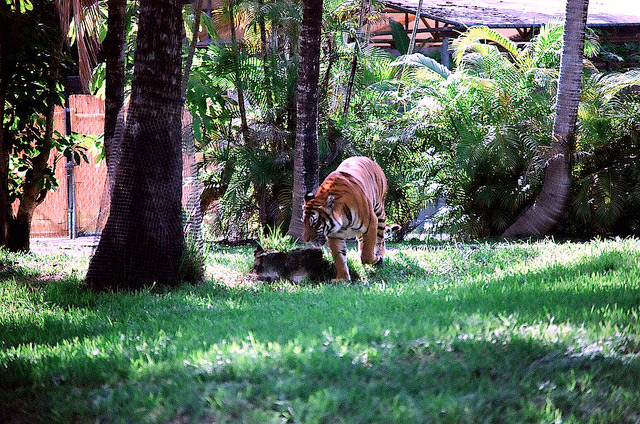 tiger at metro zoo