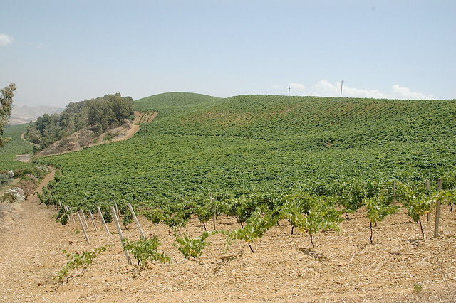 vineyards-siciliy