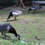 Center-Parcs-Elvedon-wildlife