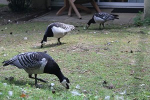 Center-Parcs-Elvedon-wildlife