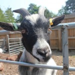 Center-Parcs-Elvedon-petting-zoo-goat