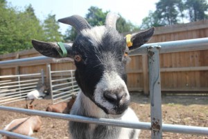 Center-Parcs-Elvedon-petting-zoo-goat