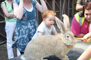 Center-Parcs-Elvedon-petting-zoo