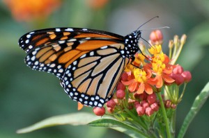 Monarch-Butterfly-Preservation