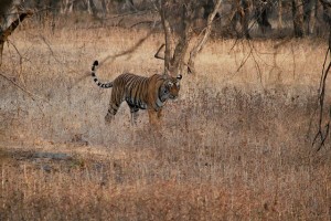 Ranthambore-National-Park-tiger