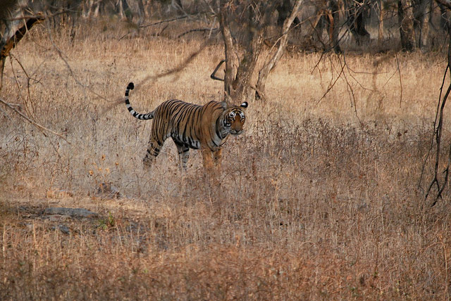 Ranthambore-National-Park-tiger