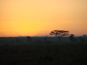 safari-dawn