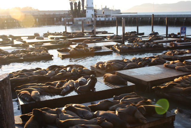 alcatraz-seals