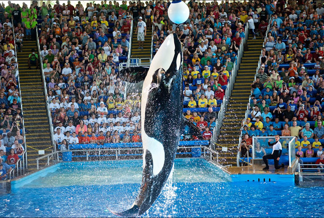 shamu-seaworld