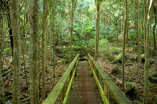 norfolk-island-Botanic-Gardens