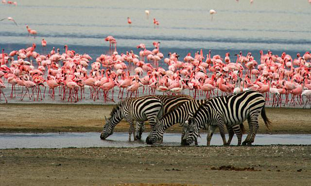 Lake_Manyara