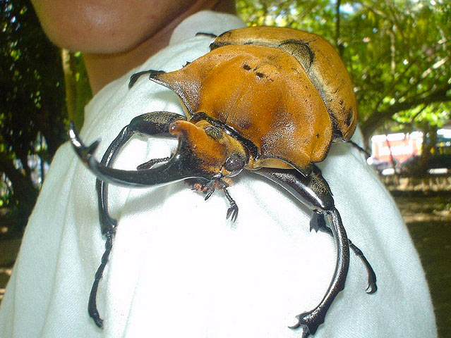 costa-rica-elephant-beetle