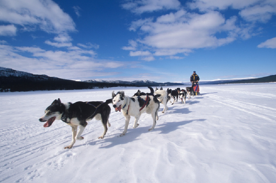 dog-sleding-arctic