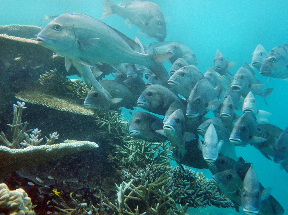 barrier-reef