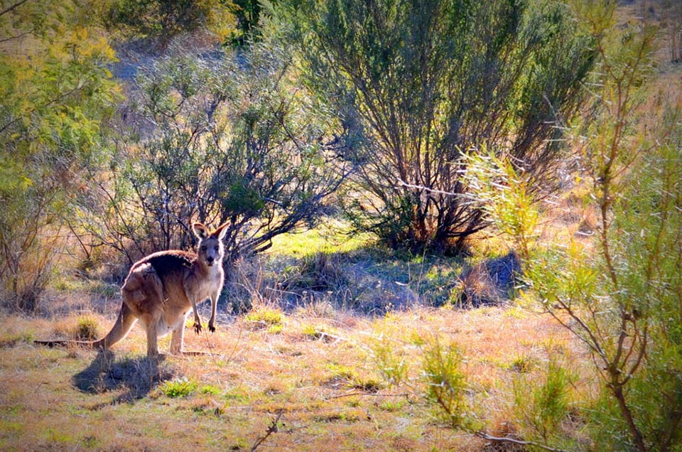 Tidbinbilla-nature-reserve