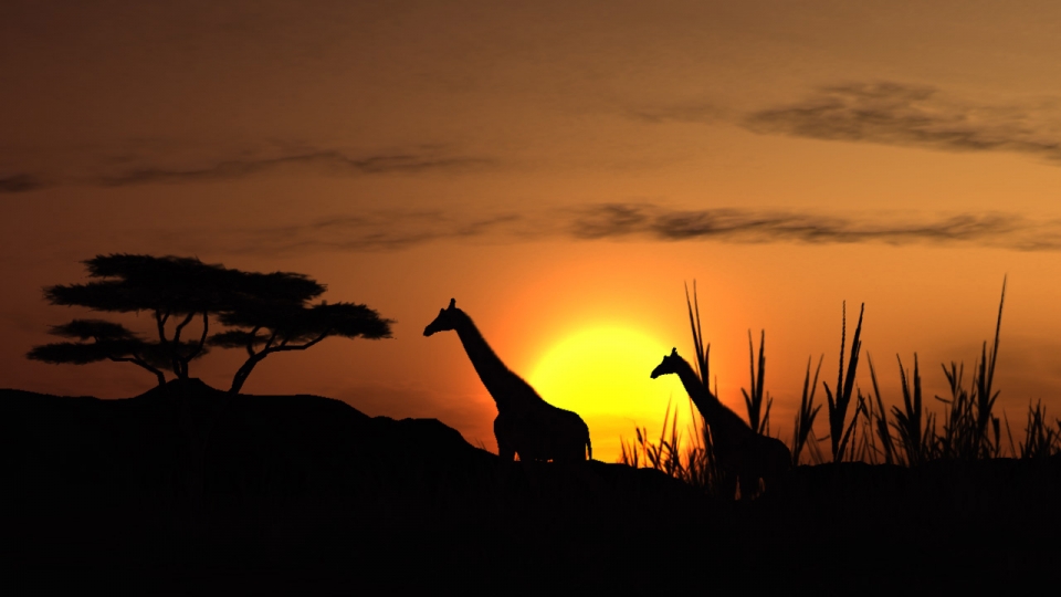 african-safari