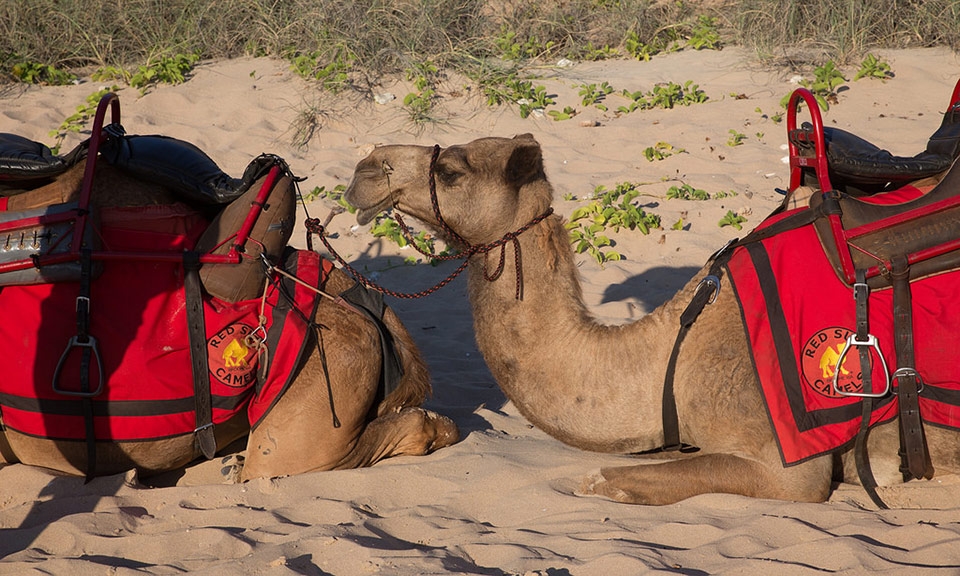 camel-rides