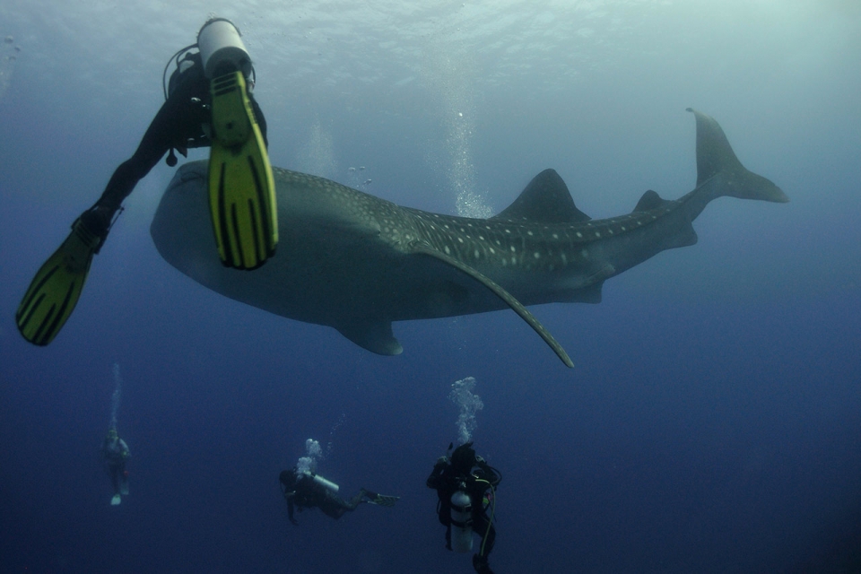 maldives-ocean-whale-shark-diving