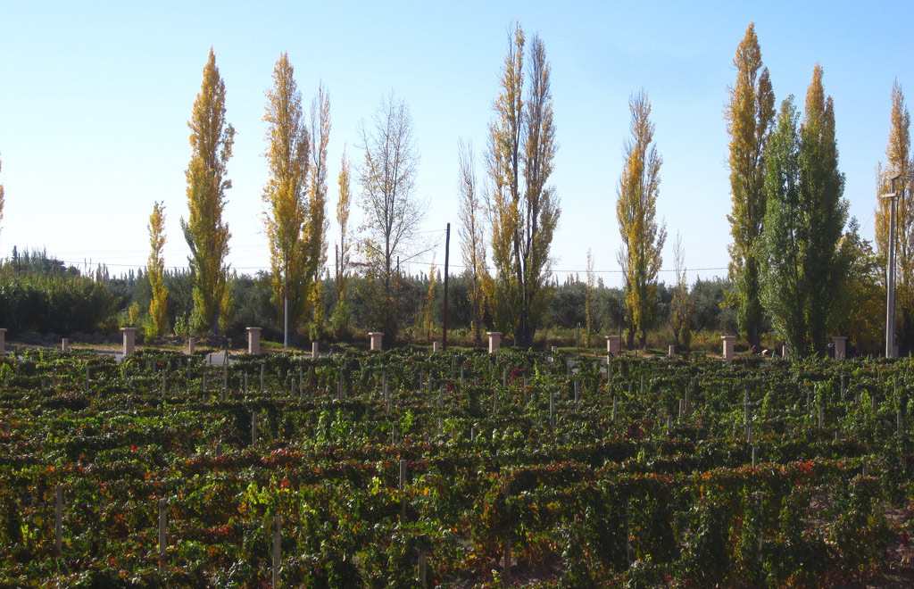 wine-vinyard-argentina