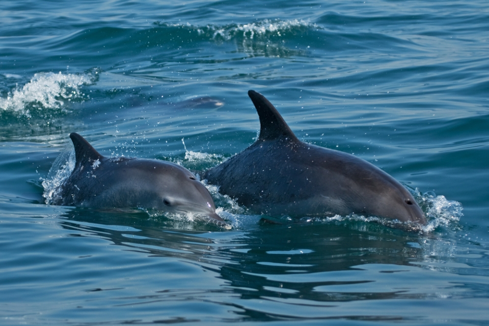 dolphins-capo-testa-sardinia