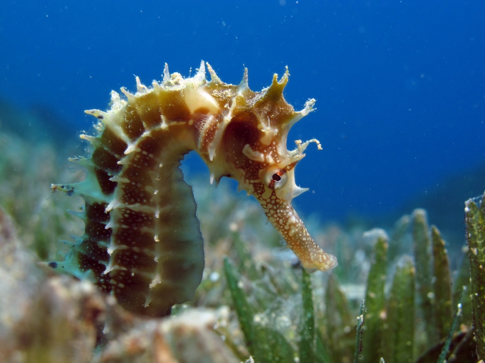 thorny-seahorse