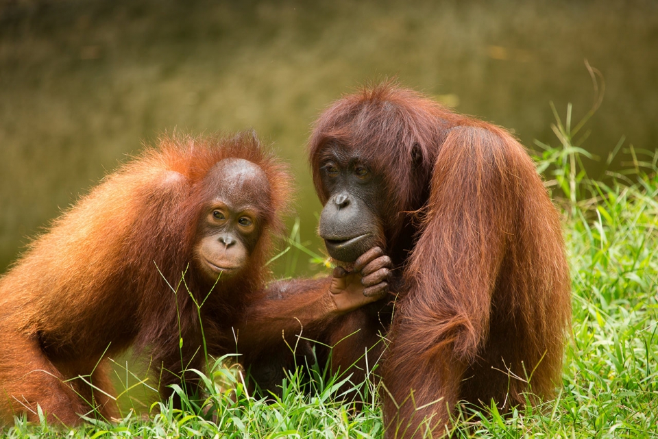 borneo