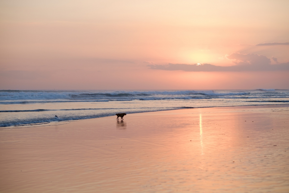 Dog on Kuta Beach | Luxury Travels | Luxury Travel Blog