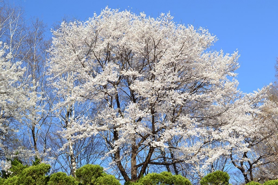korea-tree