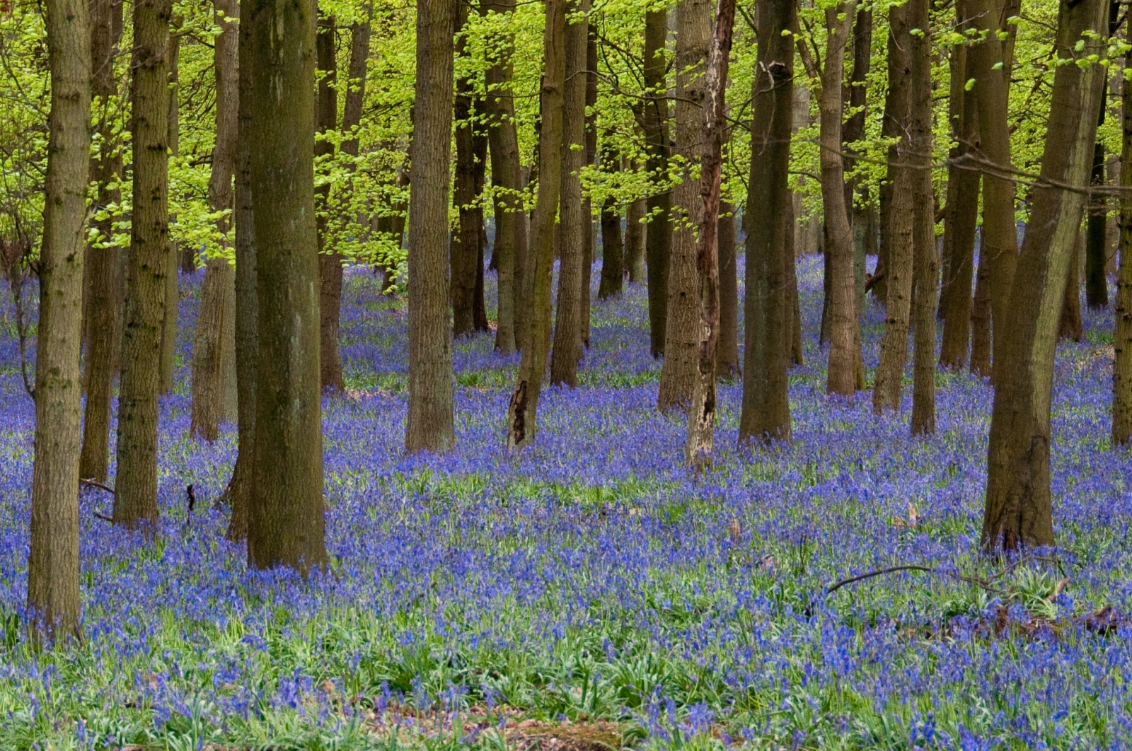 Bluebells