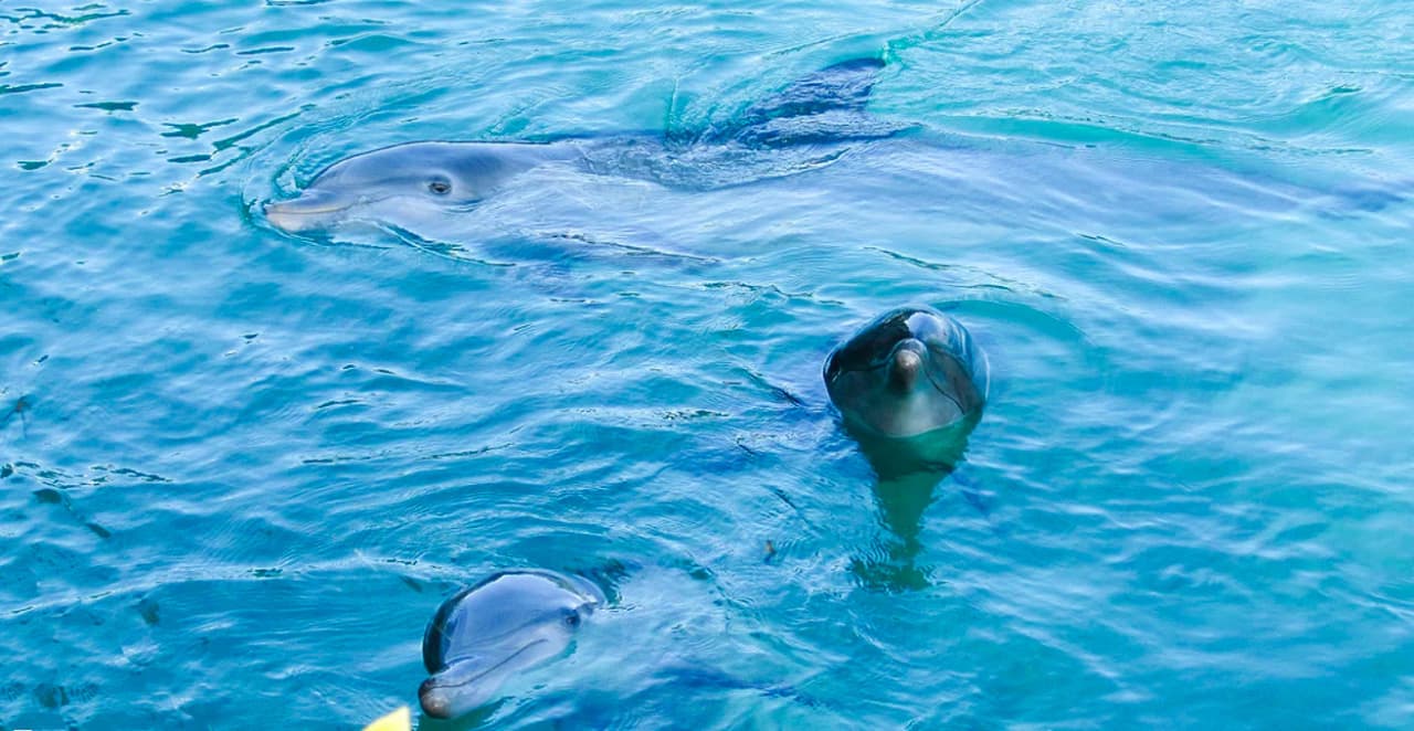 dolphin-cove