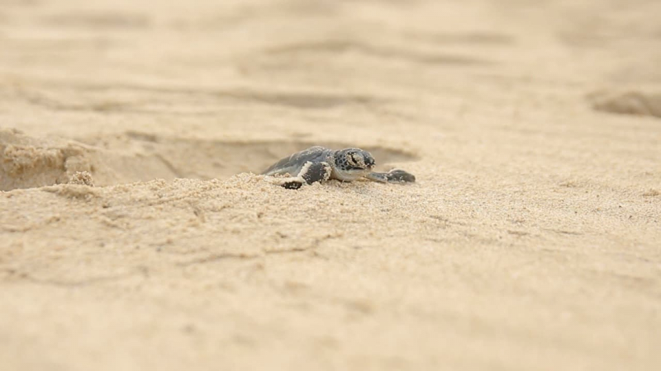 turtles borneo