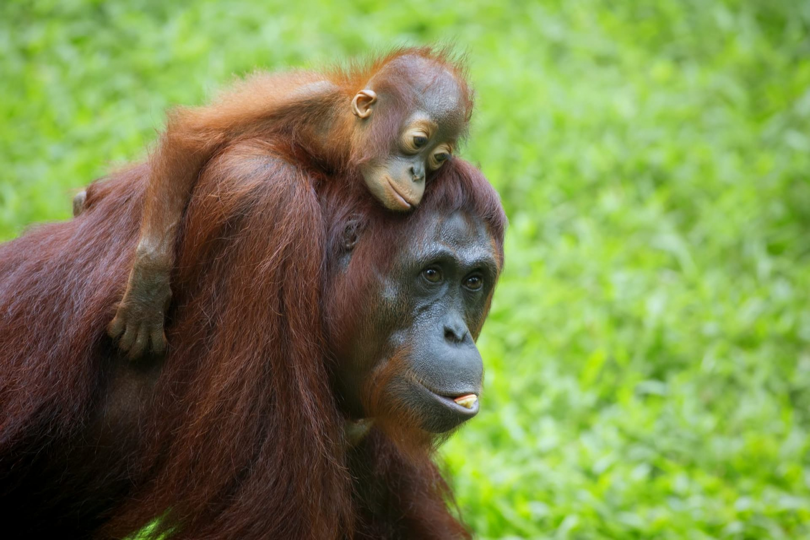 Orangutans in Sabah