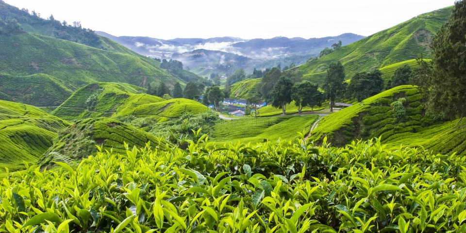 boh-tea-plantation-cameron-highlands-pahang-malaysia-plantations-sdn-bhd-largest-black-manufacturer-both-domestic-64707723 (1)