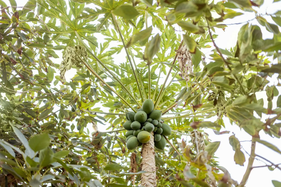 papayas_growing_on_the_tree