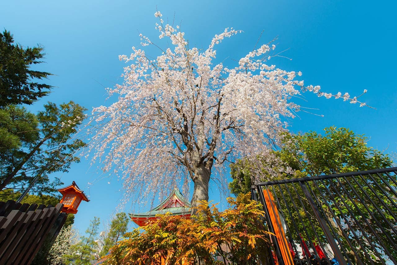 sakura