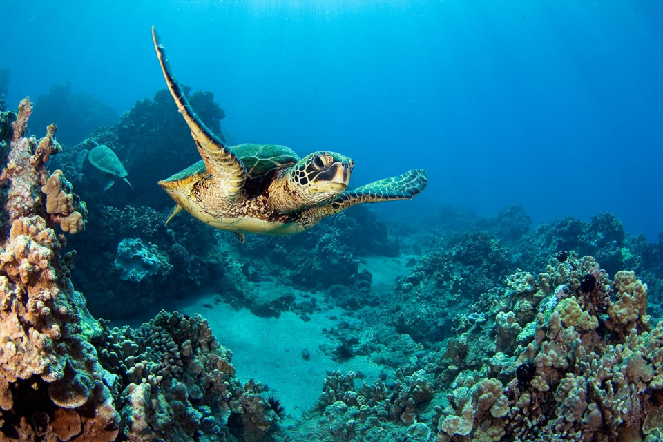sea-turtle-tortuga