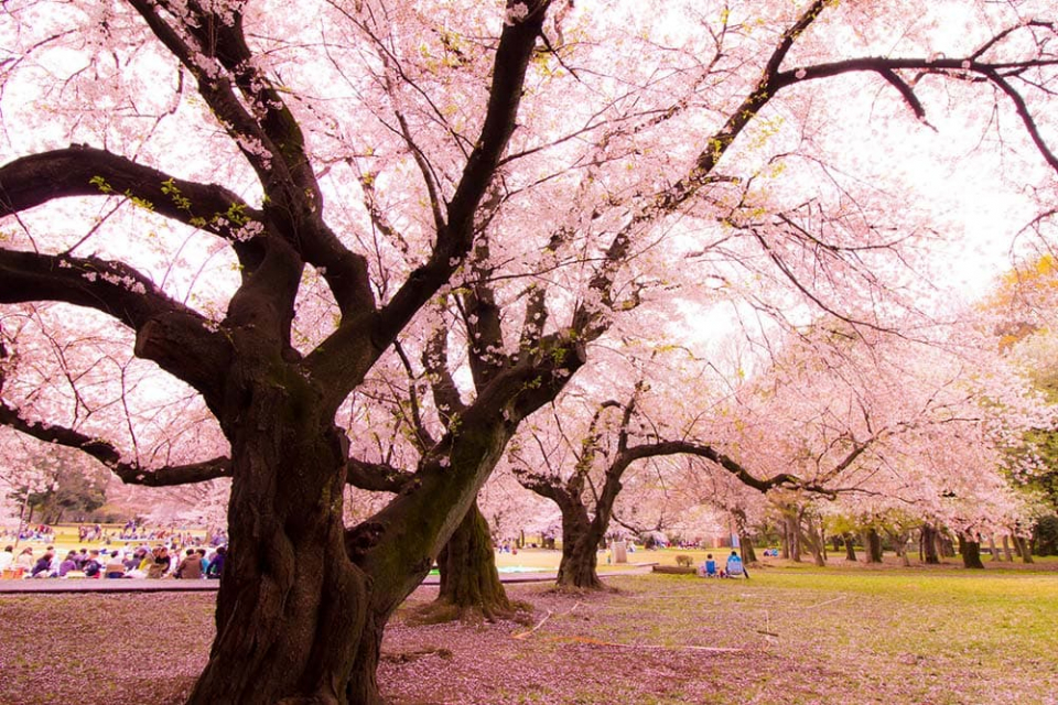 Cherry-Blossom-Kinuta-Park