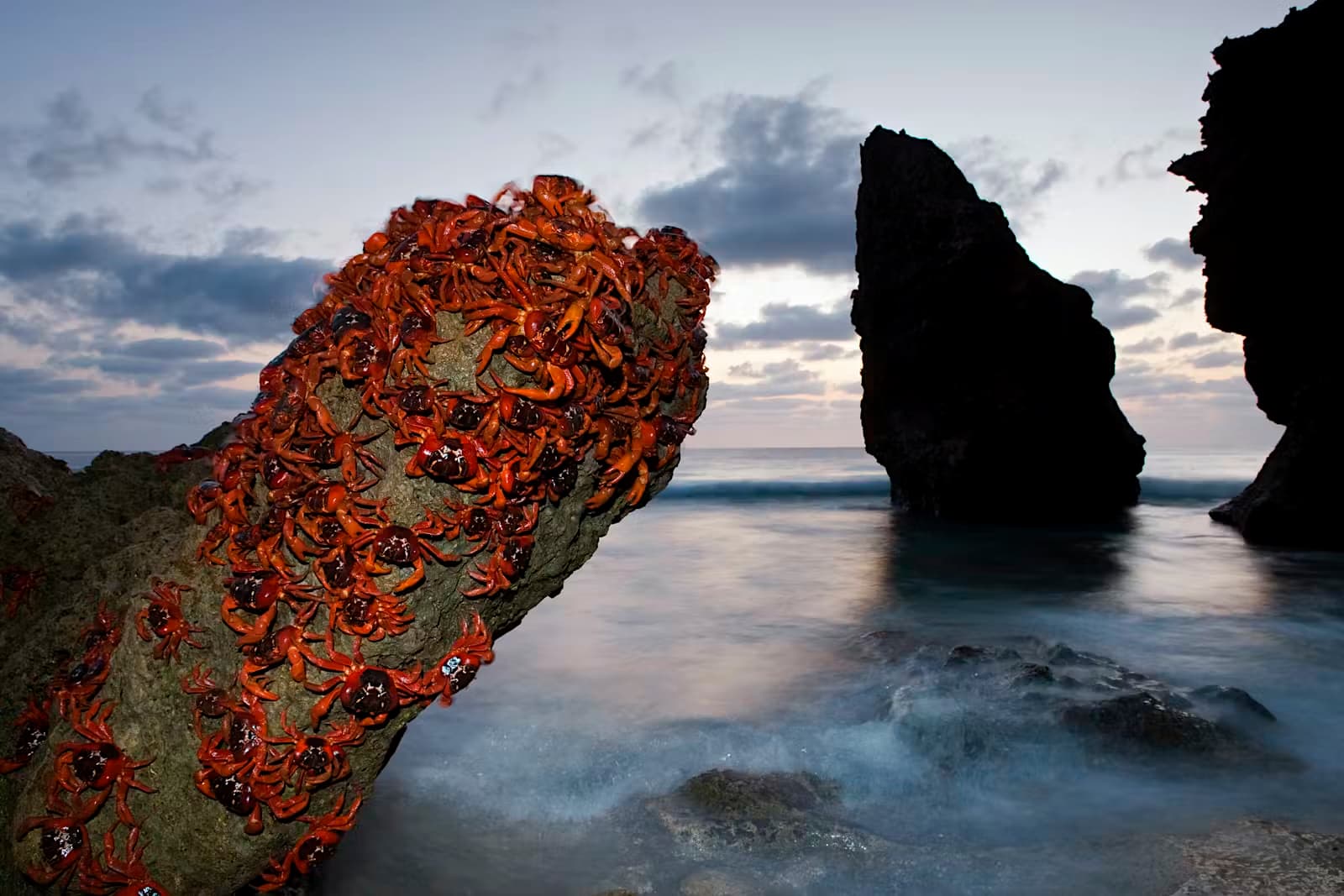 crabs-christmas-island